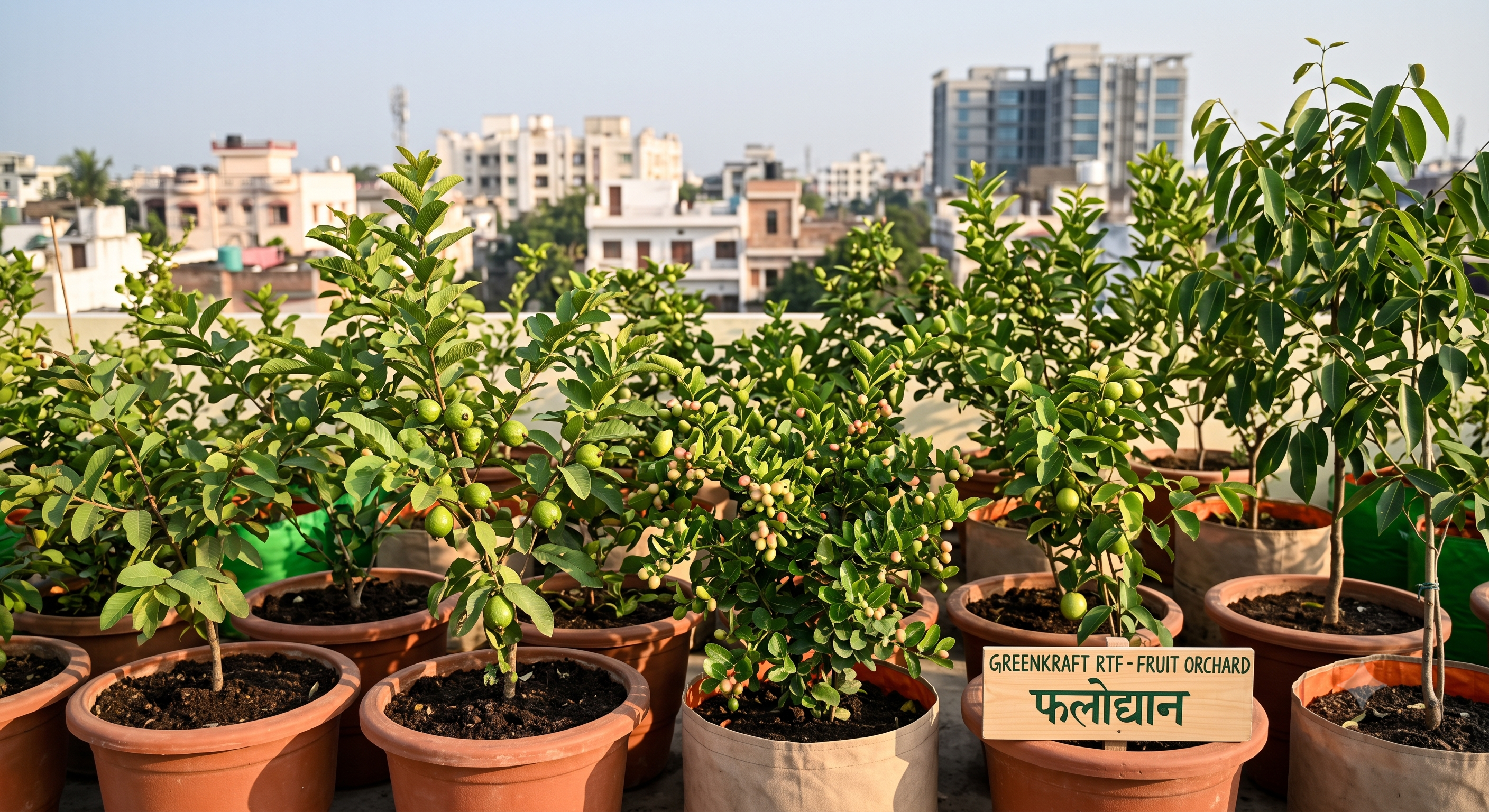 Rooftop fruit orchard with guava and other fruit plants