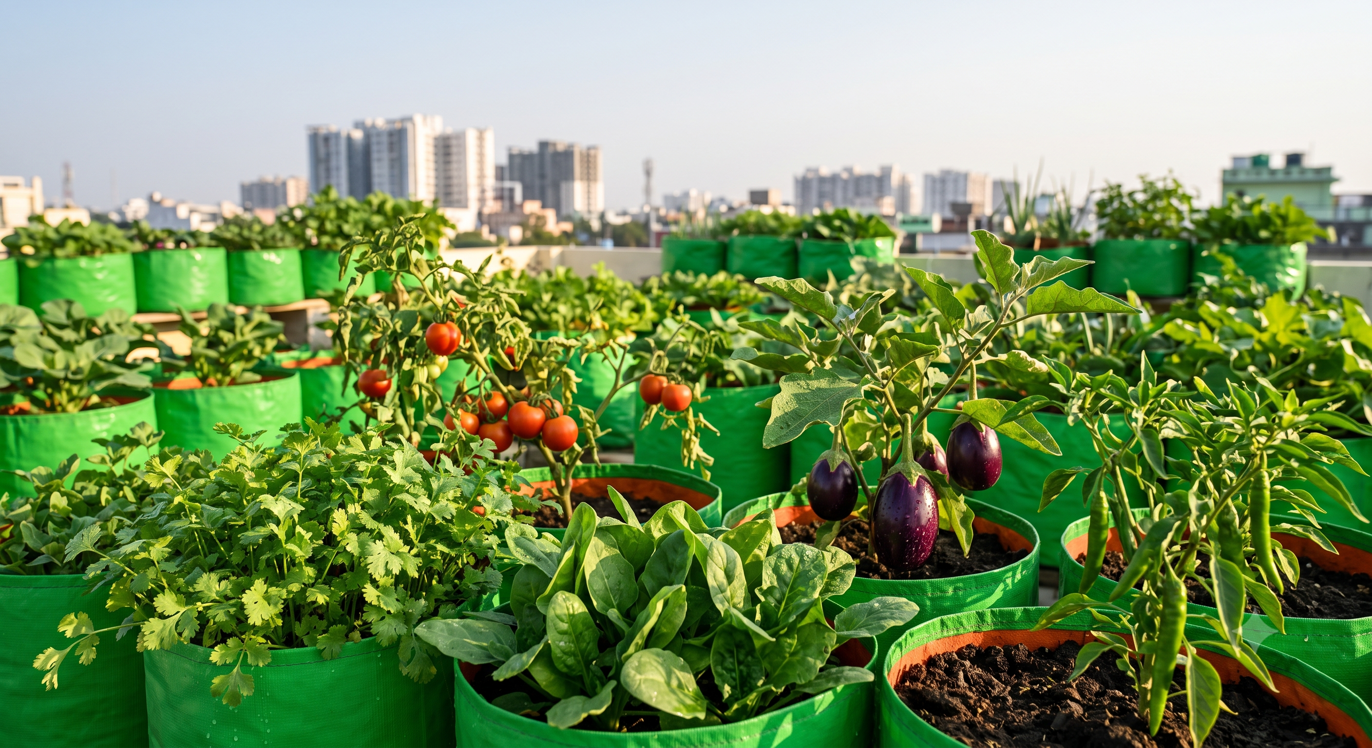 Rooftop vegetable garden with healthy seasonal produce