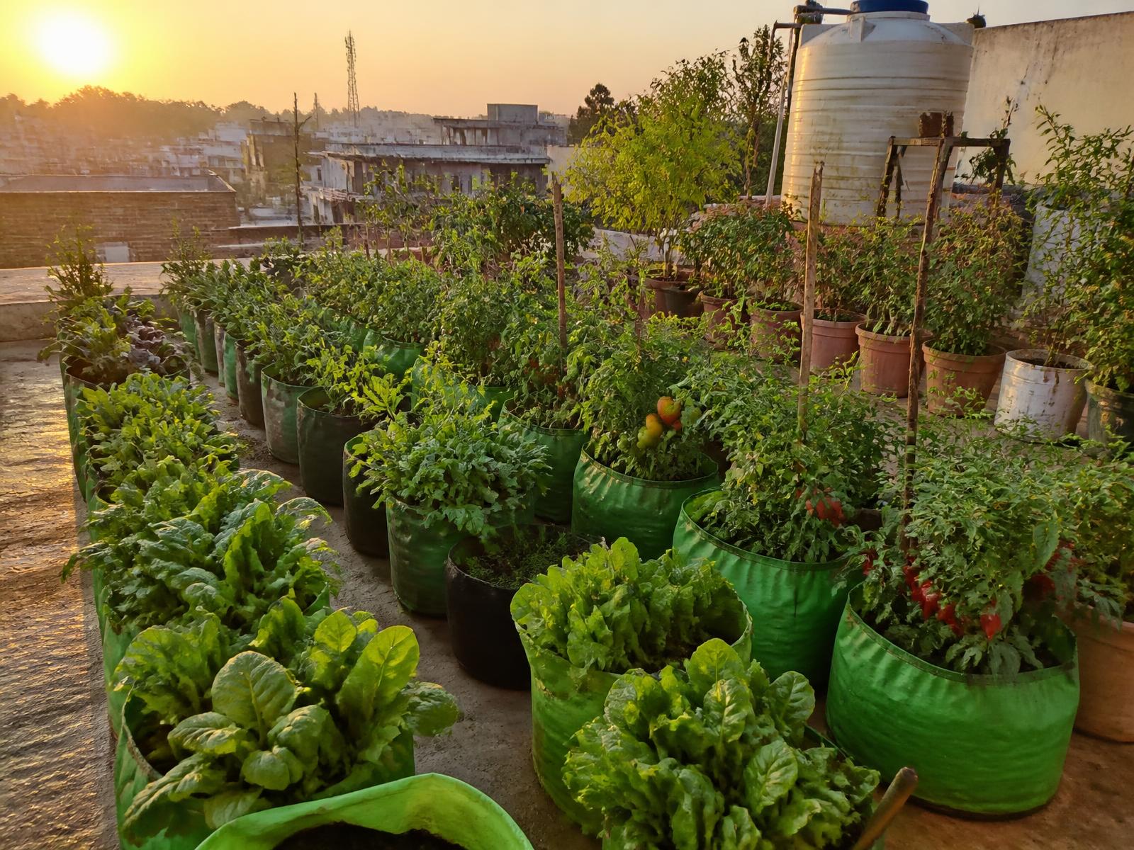 Rooftop Farming
